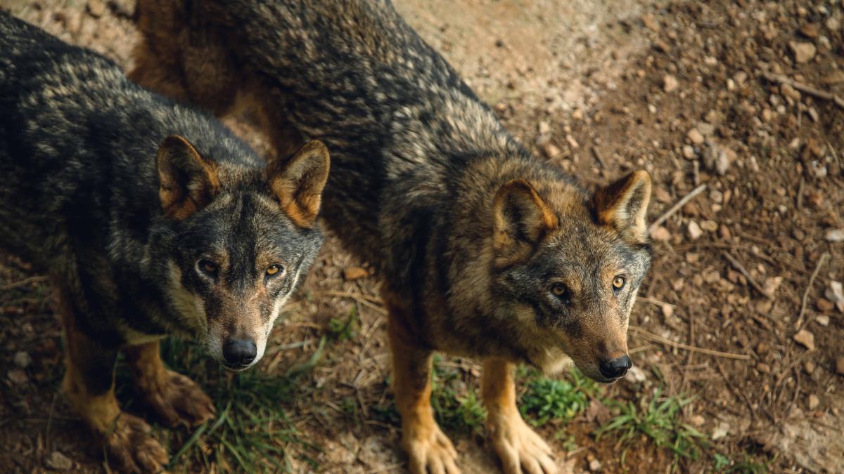 PP, Vox e independentistas unen fuerzas para que los lobos dejen de ser  intocables 