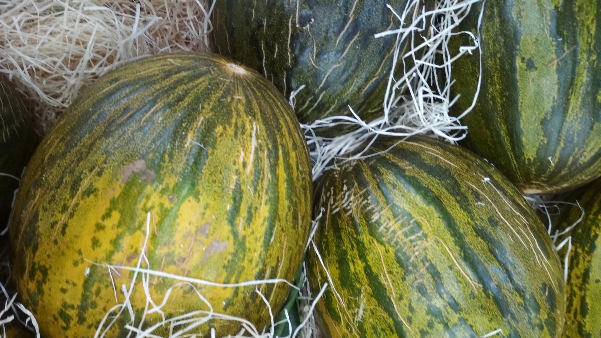 Marruecos lanza un serio aviso a España con el melón de 2024
