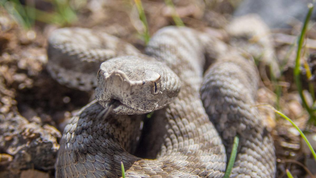 Estas son las 5 serpientes con el veneno más letal en España