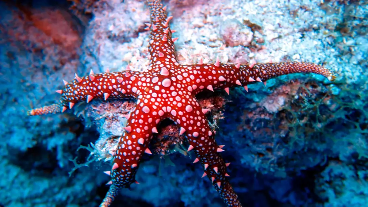 Cuál es la cabeza de las estrellas de mar? ¿Es verdad que regenera sus  brazos?