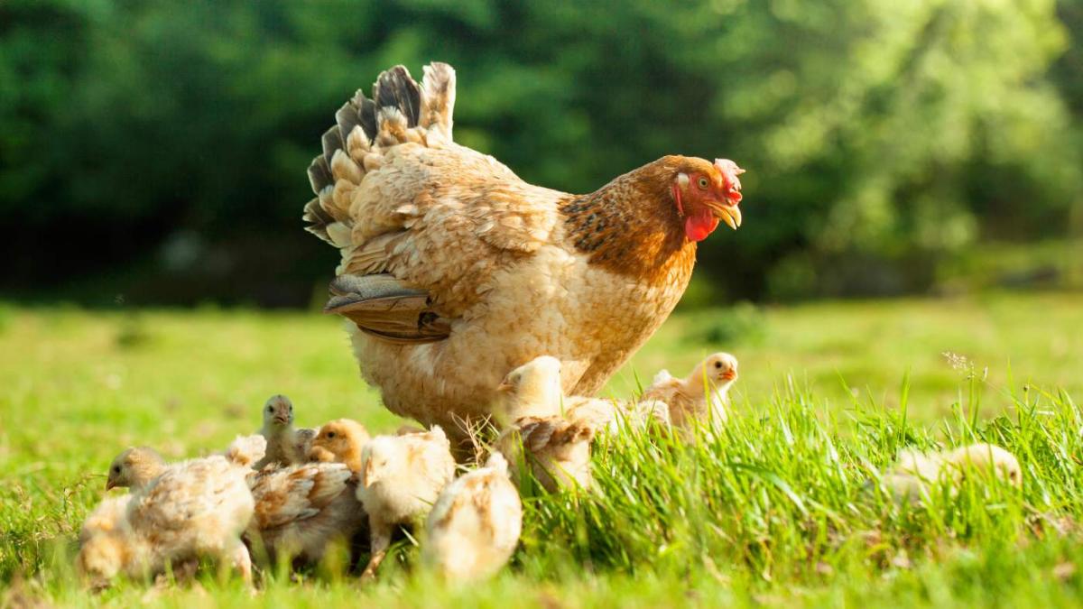 Esta es la cantidad máxima de gallinas para poder legalizar un corral de  autoconsumo