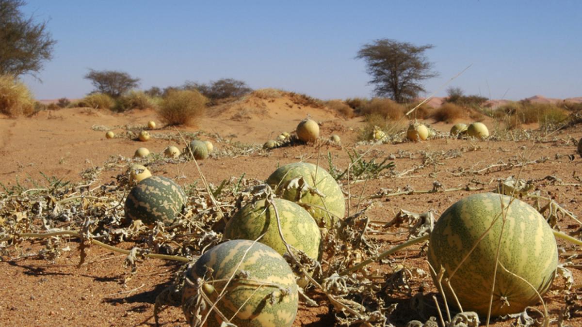 Il Marocco sarà un incubo per la Spagna che torna in campo grazie alla punta dell’Italia