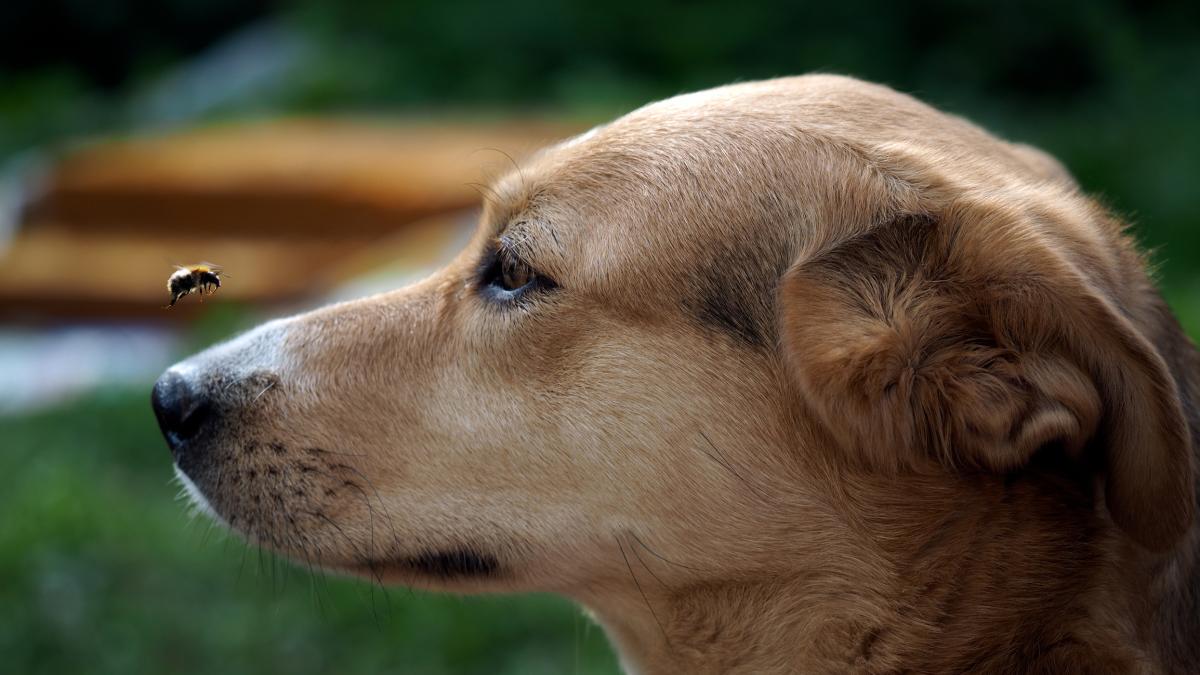 Un Experto En Emergencias Alerta De Cu Ndo Debes Llevar A Tu Perro De Urgencias Por Picadura De