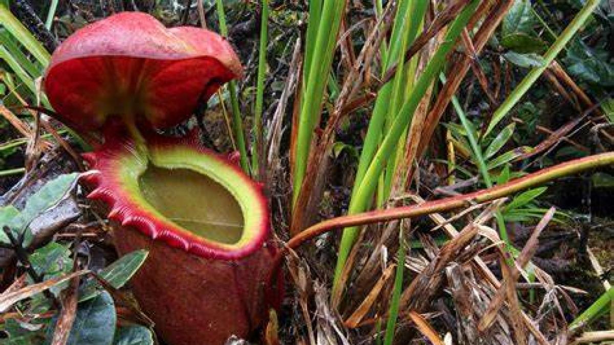 Esta es la planta carnívora más grande y la comida que le debes dar ...