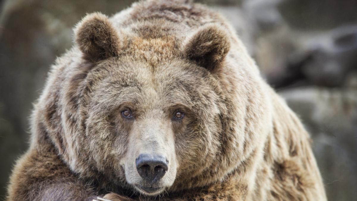 Estas son las zonas de España donde se pueden encontrar osos