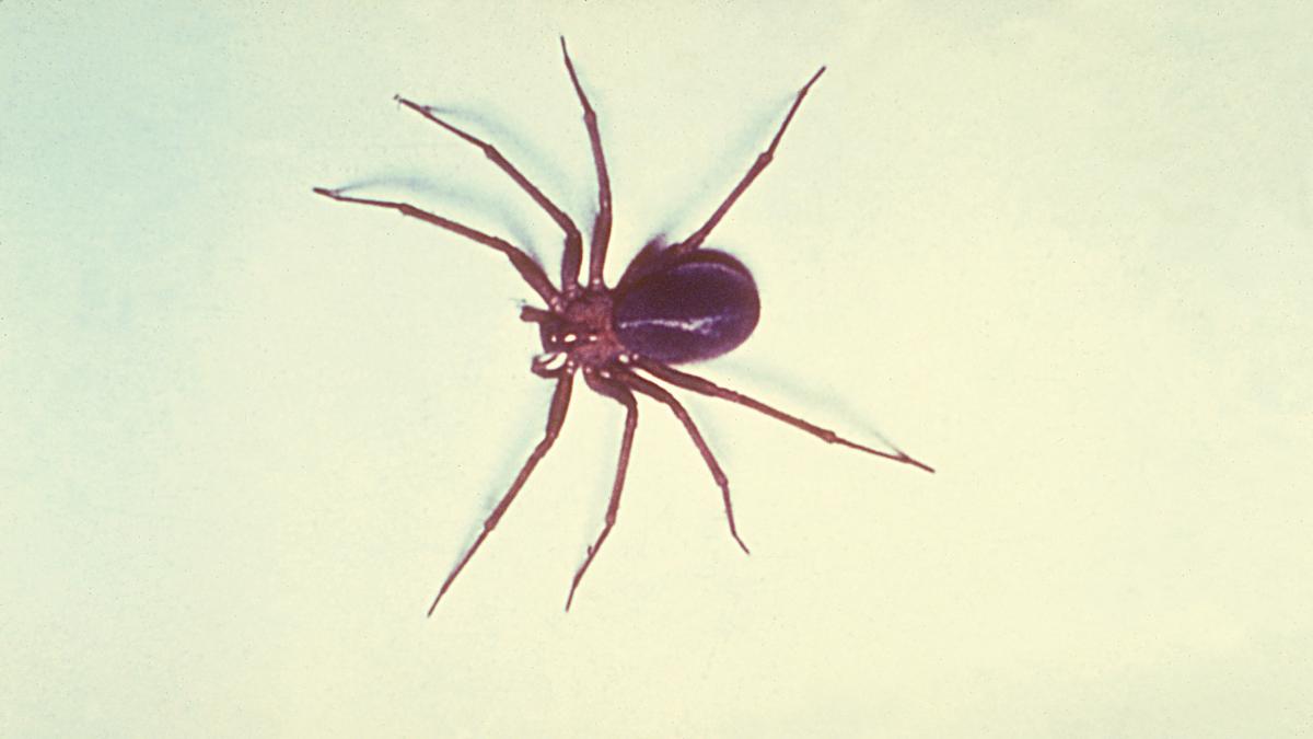 La araña más letal aparece en varias zonas de España la picadura puede