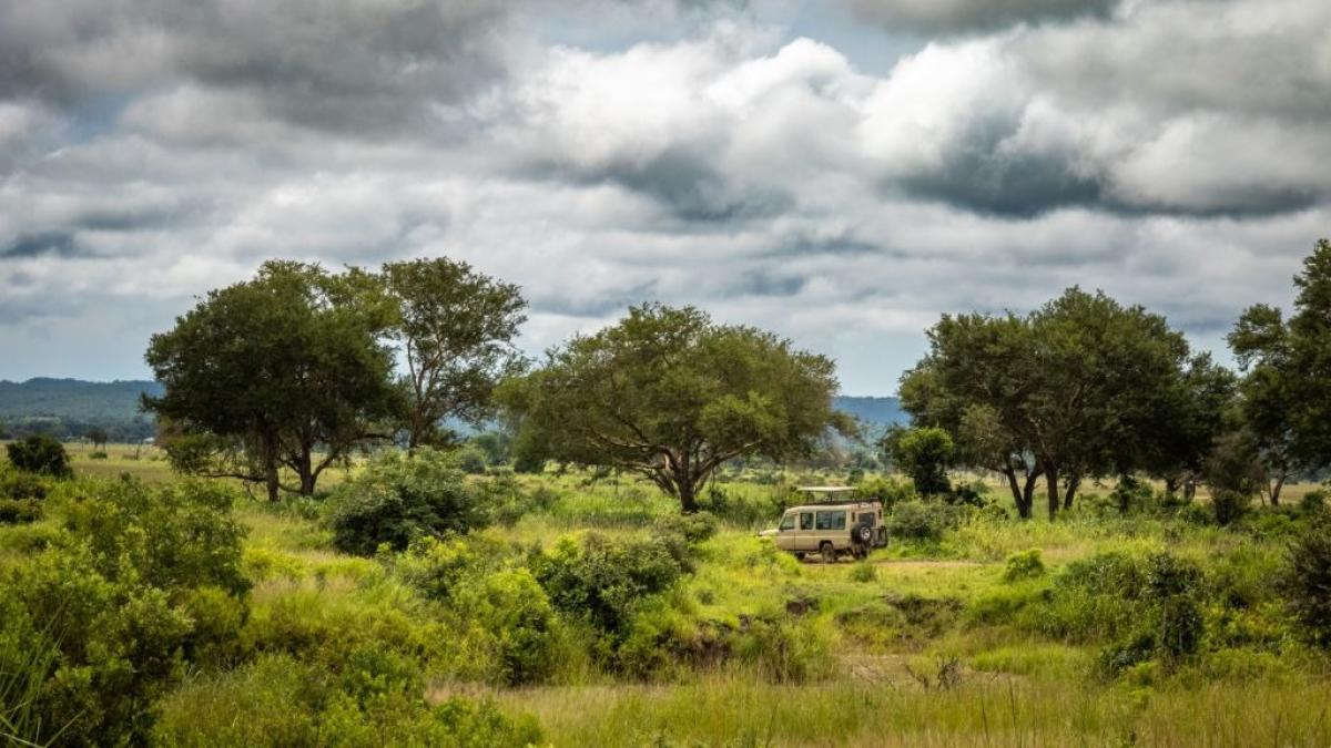 Encuentran en África a un gran mamífero que se creía extinto desde hace 24 años