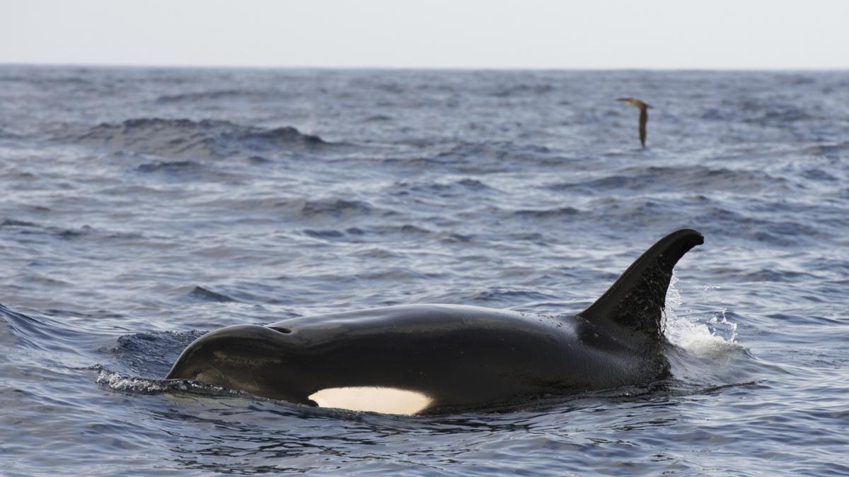 En Reino Unido se hacen eco del problema cada vez más recurrente con las orcas en España