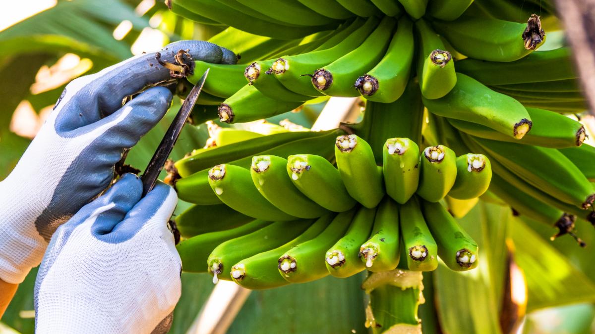 Va a comprar unos plátanos de Canarias en Carrefour y al ver el precio casi se cae al suelo