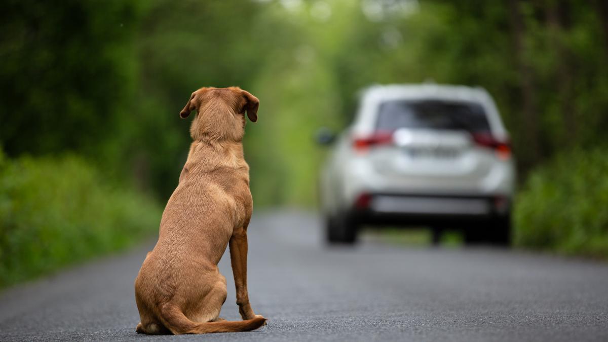 Las Tres Razas De Perros Que Más Se Abandonan En Perreras