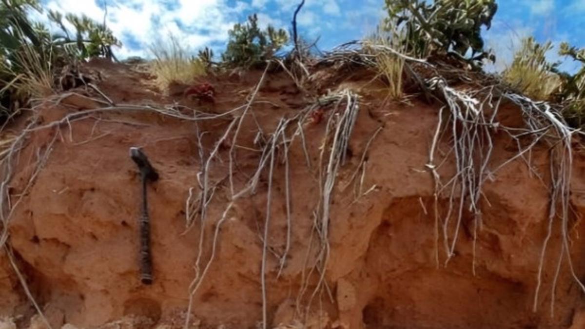 Descubren el nido de termitas más antiguo del mundo de más de 34.000 ...