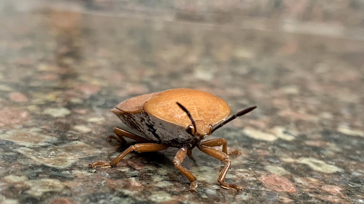 They sound the alarm about a massive outbreak of smelly invasive species making its way into homes.