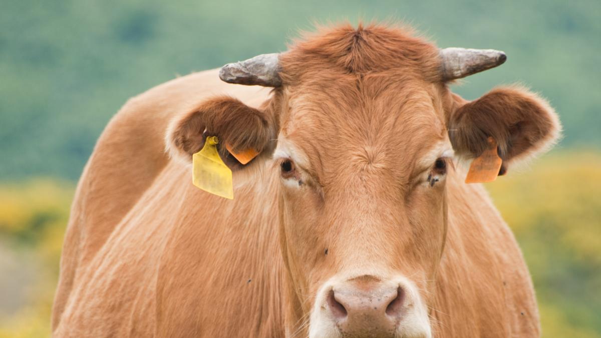 Piden pena de cárcel para un ganadero acusado de enviar una vaca al matadero hasta arriba de medicamentos