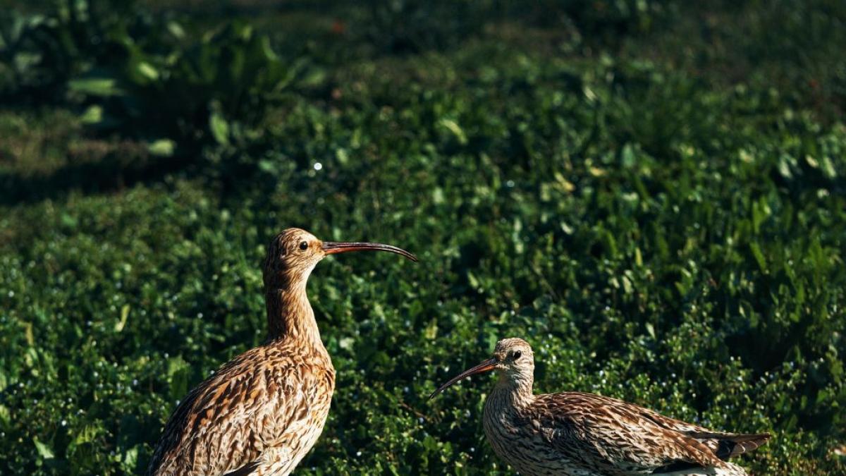 Queda oficialmente extinguida la primera especie de ave continental de Europa en tiempos modernos