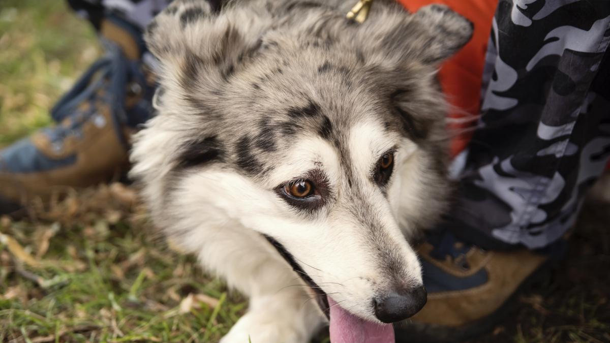 Un perro cazador fue el responsable de uno de los hallazgos prehistóricos más importantes de España