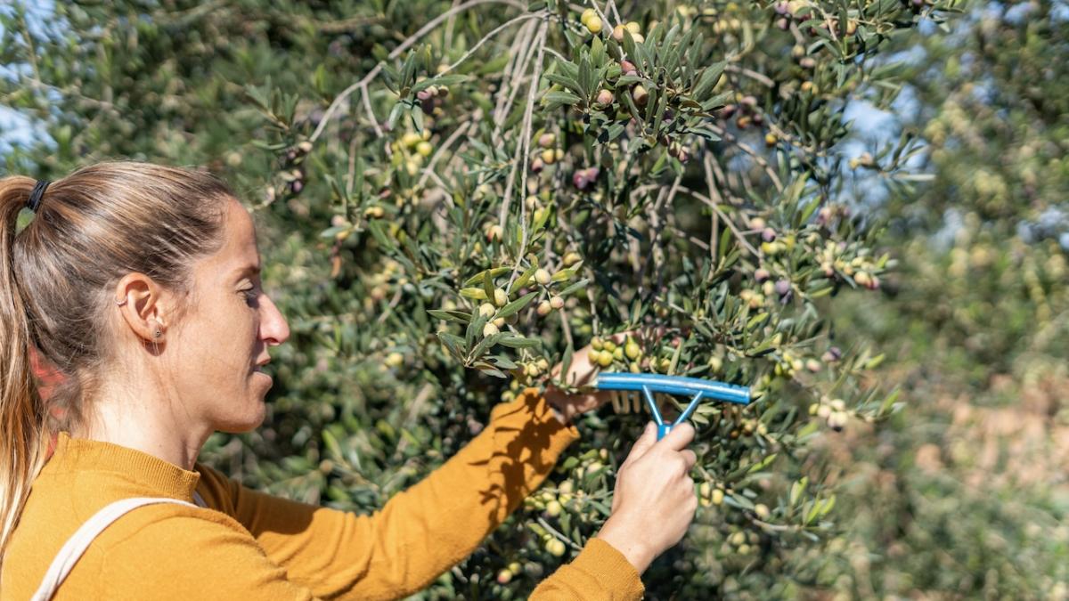 Quejas por el desplome del precio del aceite de oliva