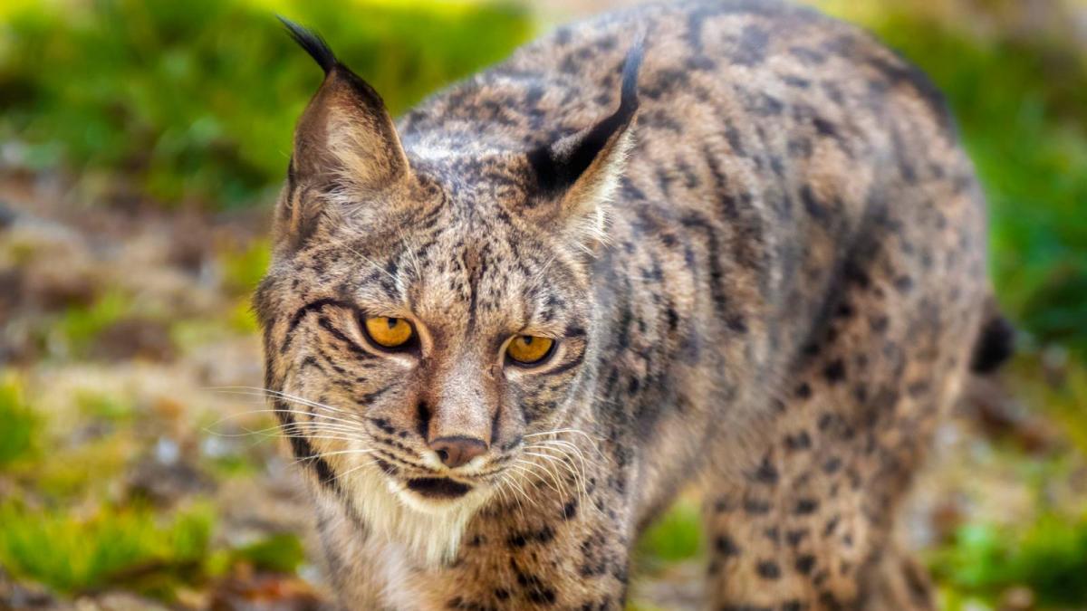 Un nuevo lince ibérico nacido en un pequeño pueblo de Extremadura da aliento a su conservación