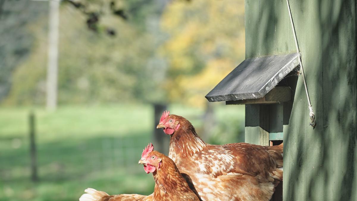 Los Criadores Piden Dar Este Alimento A Tus Gallinas Si Quieres