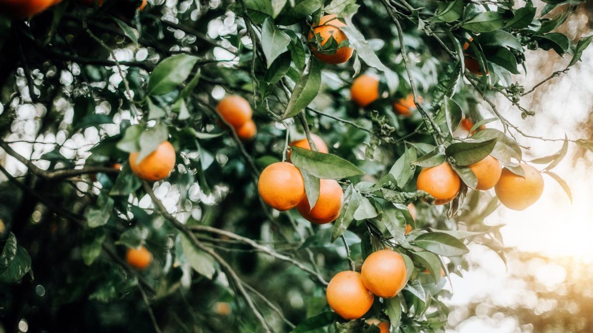 El socio europeo que pasa de las naranjas turca y egipcias y se mantiene fiel a España