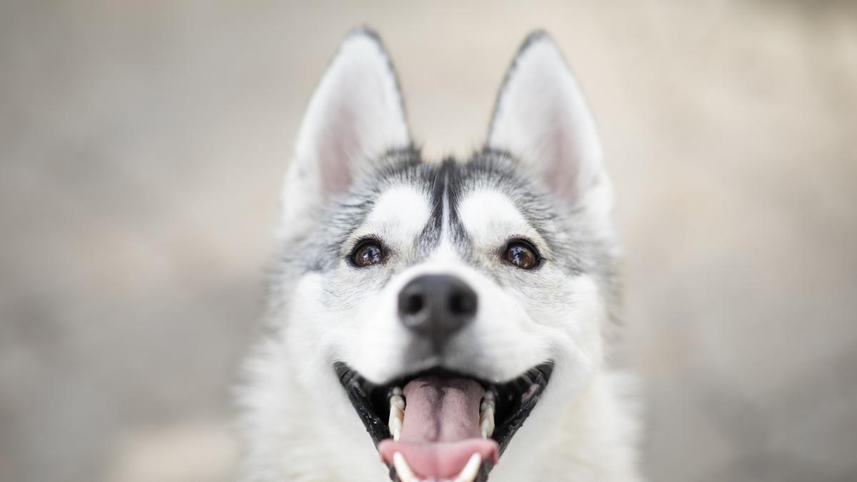 Un perro vagabundo de Marruecos termina en Ceuta y la protectora pide ayuda: solo tolera una comida y es muy cara