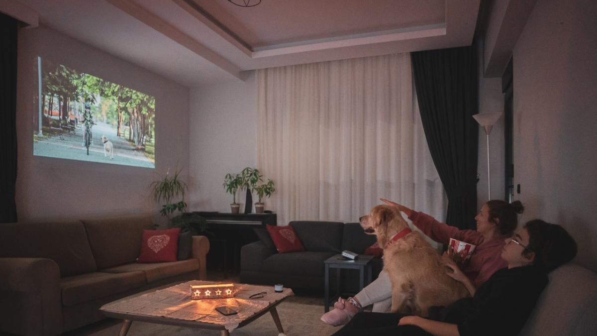 Dogs & TV: What Science Says - News Directory 3