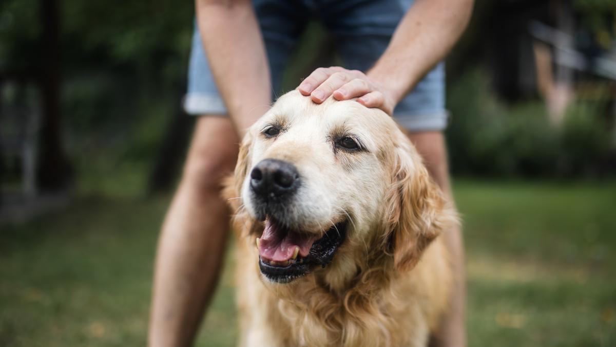 Sobrevuela por España la tasa que ya saca miles de euros a los dueños de mascotas del resto de Europa