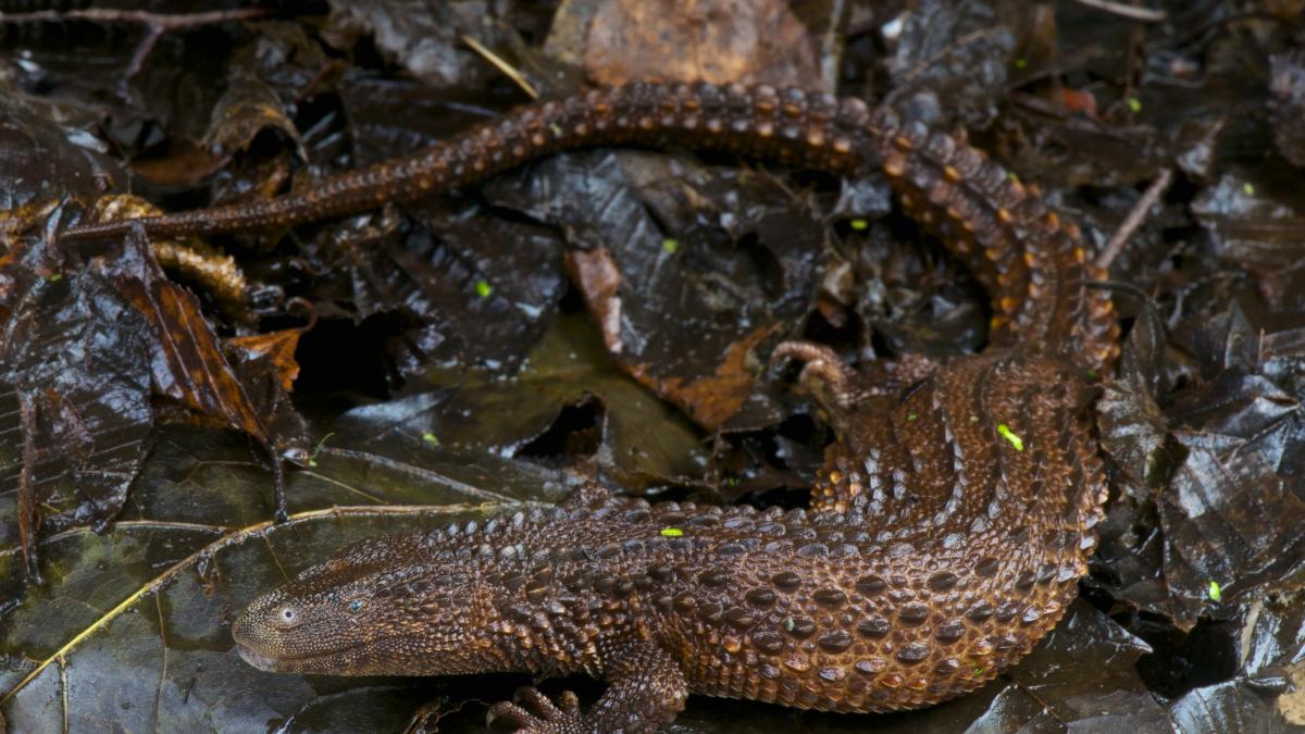 El mini-dragón difícil de observar que desafía a los científicos con su rareza y su estilo de vida secreto