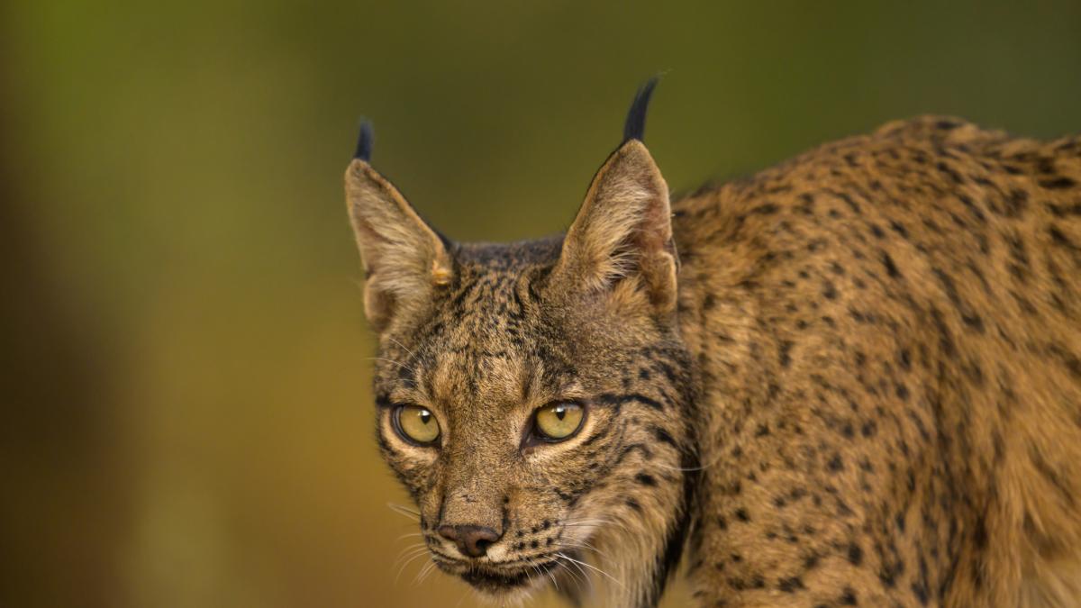 El animal de España en serio peligro de extinción que ha experimentado una recuperación histórica hasta alcanzar los 2.000 ejemplares