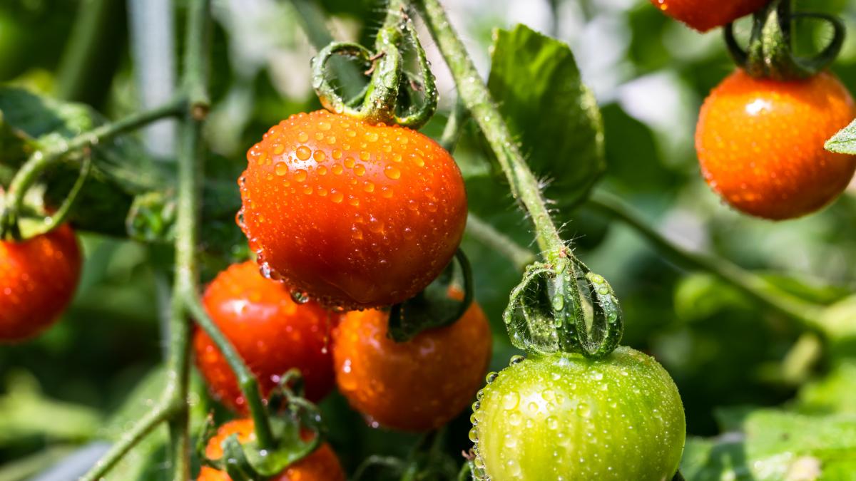 El pueblito de Extremadura considerado la capital europea del tomate que te da la bienvenida con uno gigante pinchado en un palo