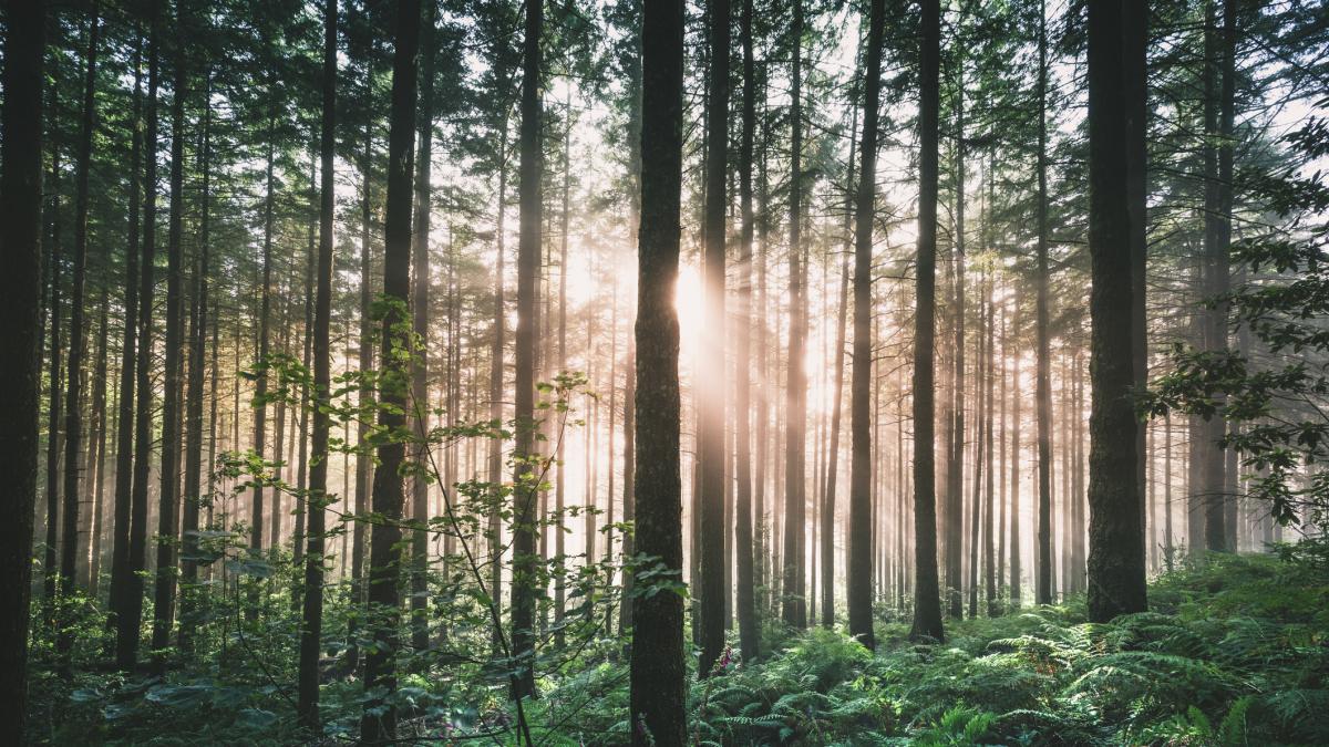 En una caminata por este rincón de España te toparás con los árboles más altos del mundo