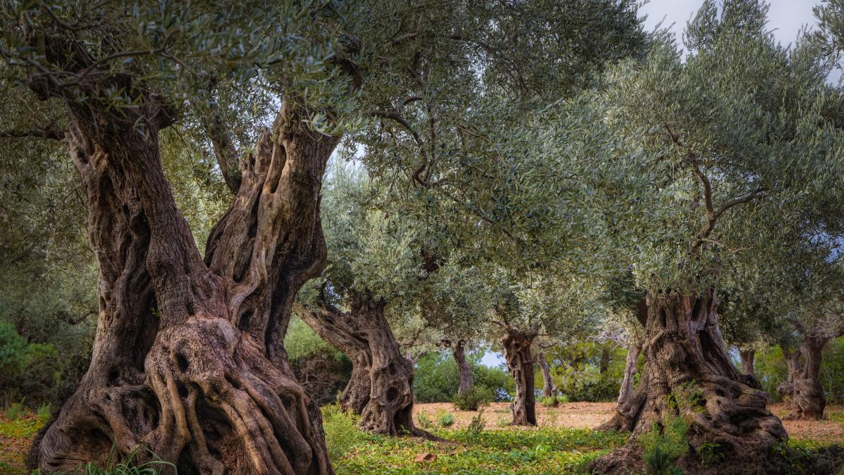 Ni los olivos de Jaén ni los de Córdoba: el mejor está en la otra punta de España y tiene 1.200 años de antigüedad