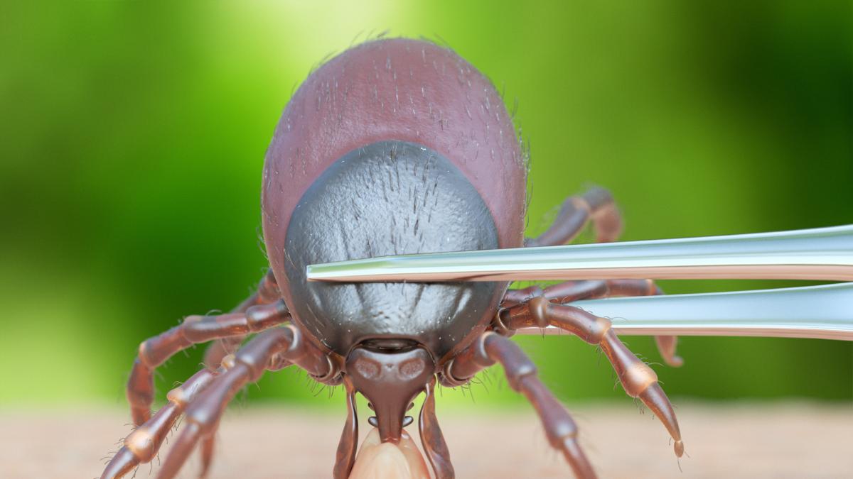 Un cazador experimentado enseña cómo deshacerse de una garrapata con un trozo de la fibra que todos los españoles tienen en su baño