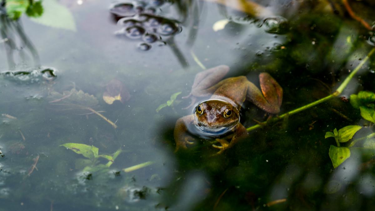 Un ganadero español pasea por un río, ve algo que parece una cadena ...