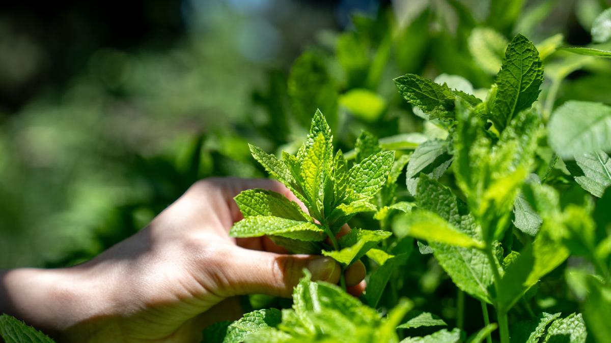 Europa se rinde al potencial de las hierbas aromáticas de España: sobresale una zona de cultivo