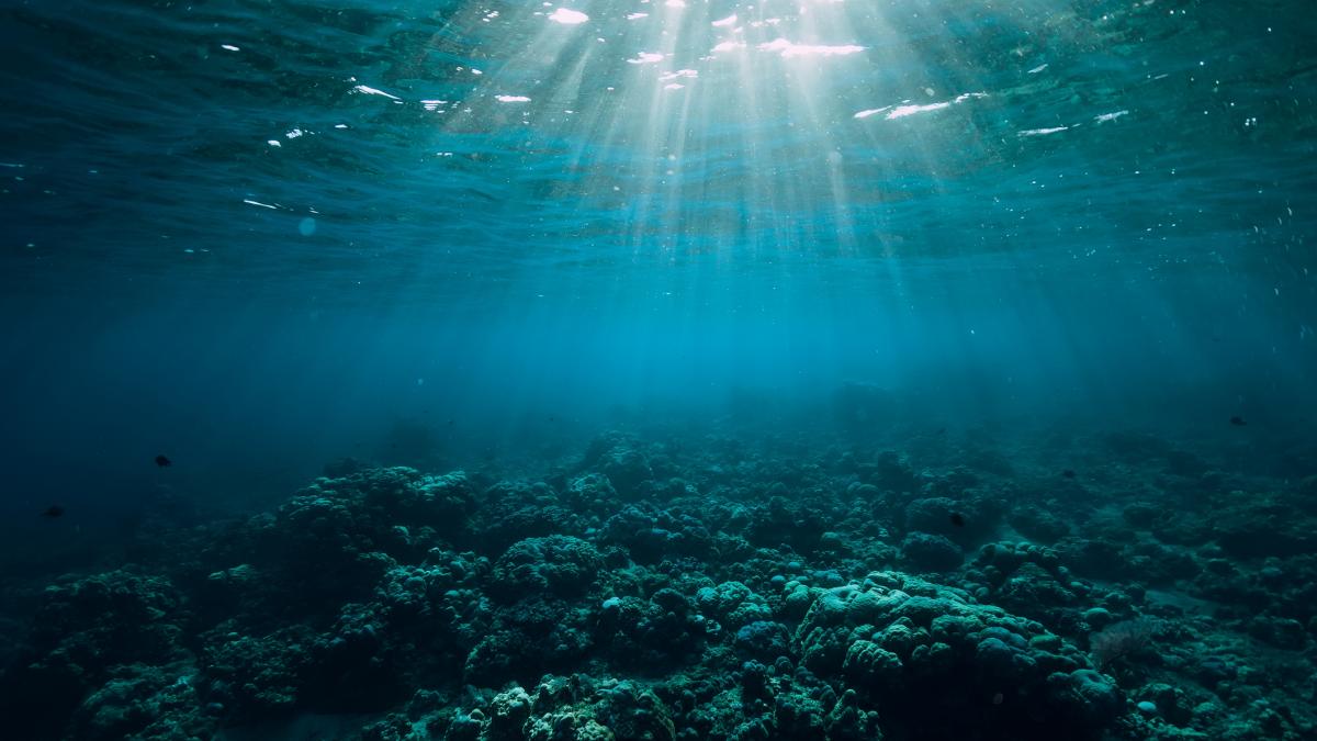 Unos buzos investigan la costa española y emergen con un nuevo espécimen venenoso apodado  acordeón viviente 