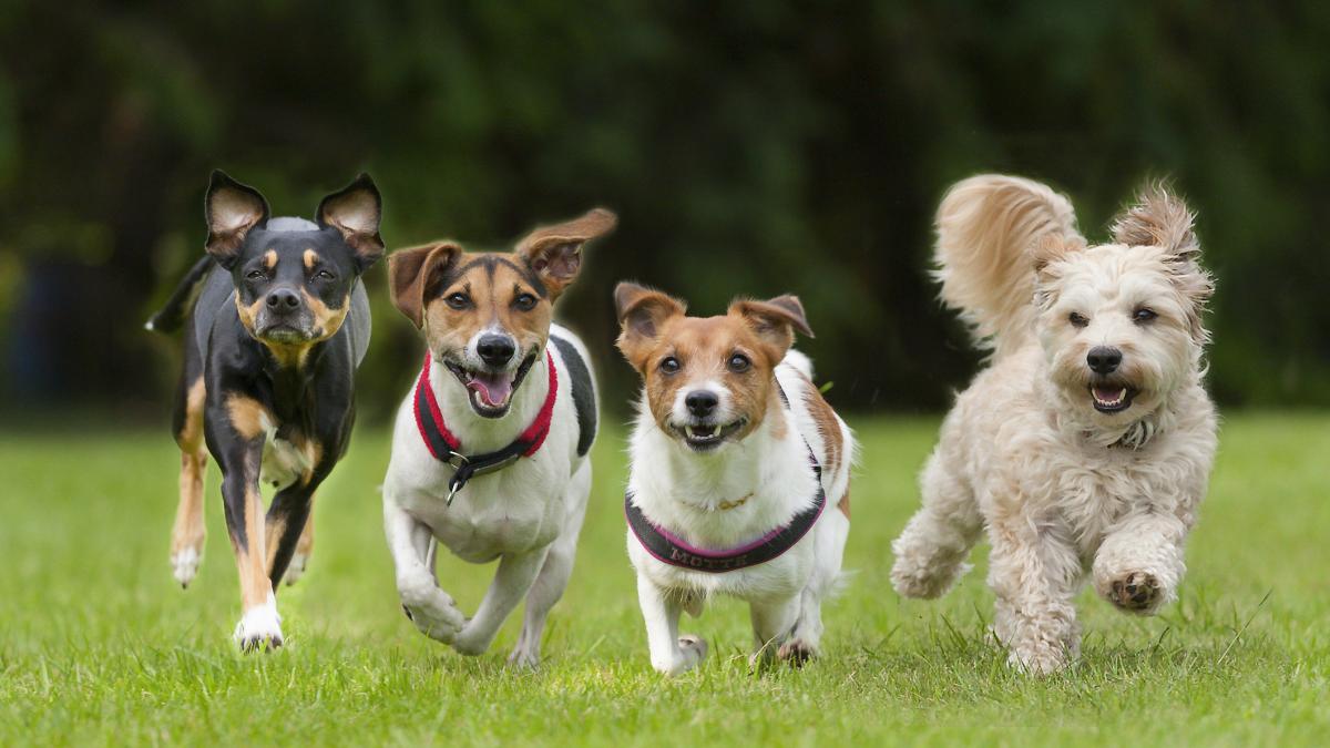 Elaboran la lista de razas de perro más peligrosas y añade el can español que requiere  entrenamiento cuidadoso 