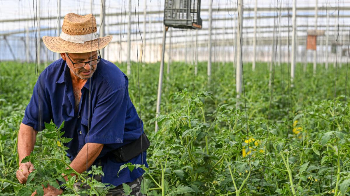La crisis golpea con fuerza a tres cultivos básicos del campo español