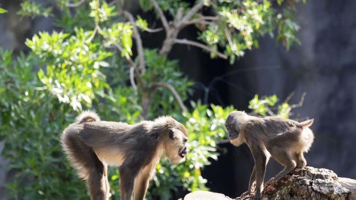 彼らは砂漠の島に65個のチンパンジーを残し、数年後に彼らを探していて、圧倒的なプロジェクトを発見しています - nipponese.news ...