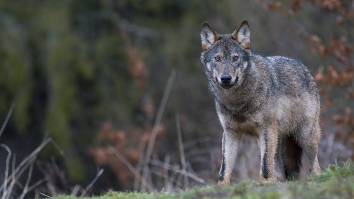 La Justicia paraliza cautelarmente la resolución de la Xunta de Galicia que reactivaba la caza del lobo