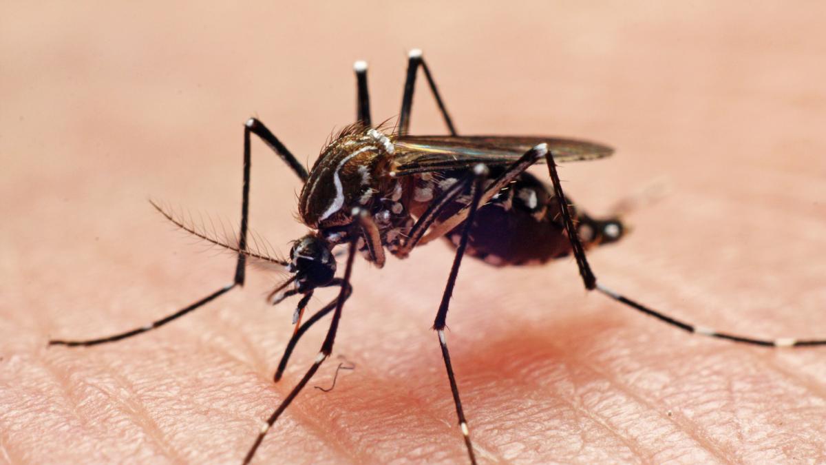 A un paso de España se ponen duros con los mosquitos y empiezan a sacar los drones para frenar la propagación
