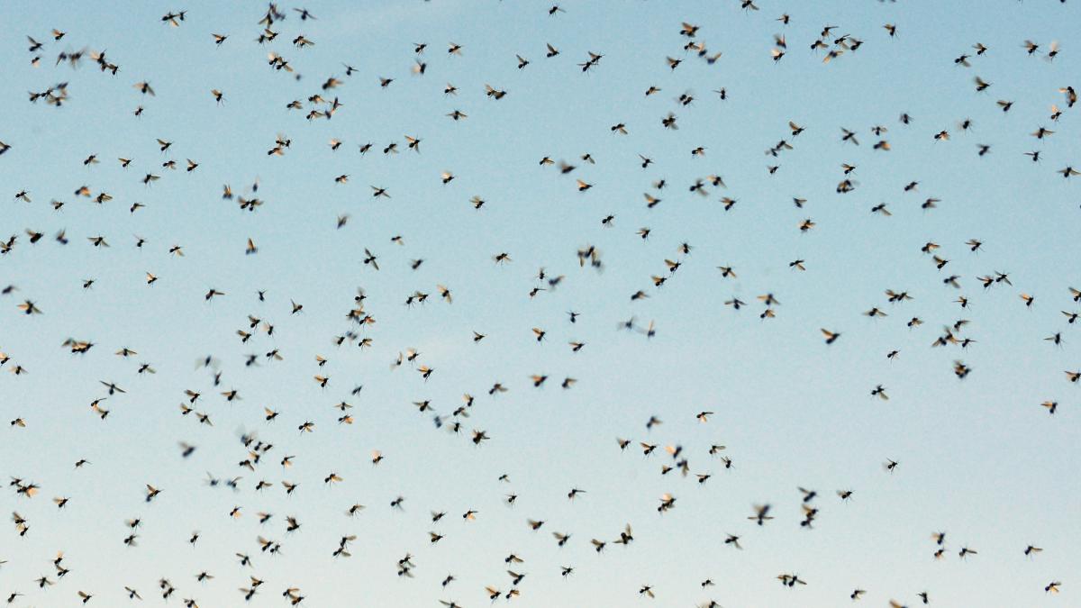 Reino Unido se hace eco de la llegada a España del  animal más mortífero del planeta  en verano
