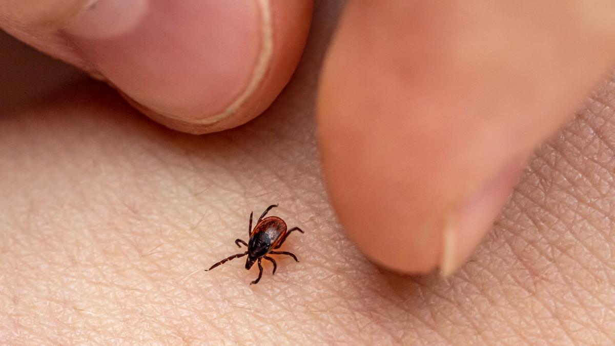 Se activa zona de riesgo por garrapatas y los vecinos toman medidas: &quot;Como tanto ajo que no podrán sacarme sangre&quot;