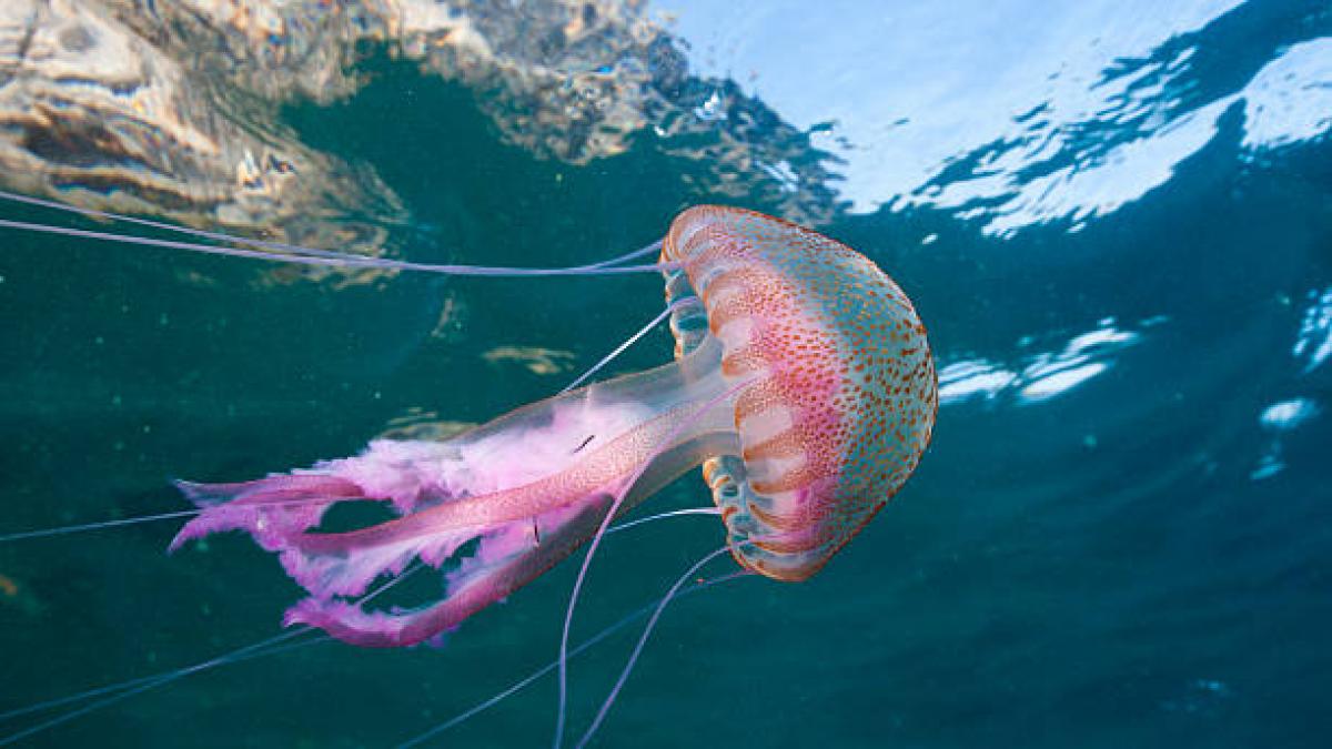 En la costa del campo de Gibraltar ya hay presencia de la peligrosa especie de picadura muy dolorosa