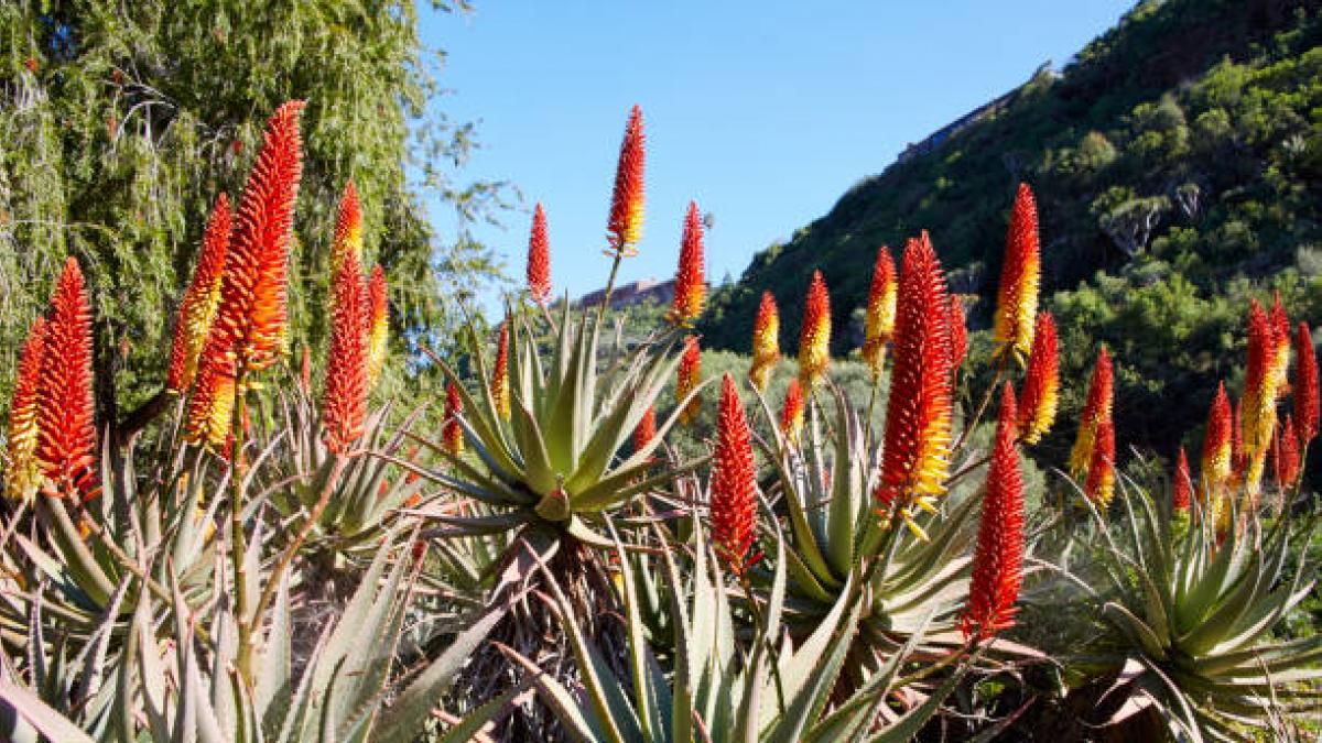 El jardín botánico más grande de España no está en la Península: un mosaico de formas, aromas y texturas