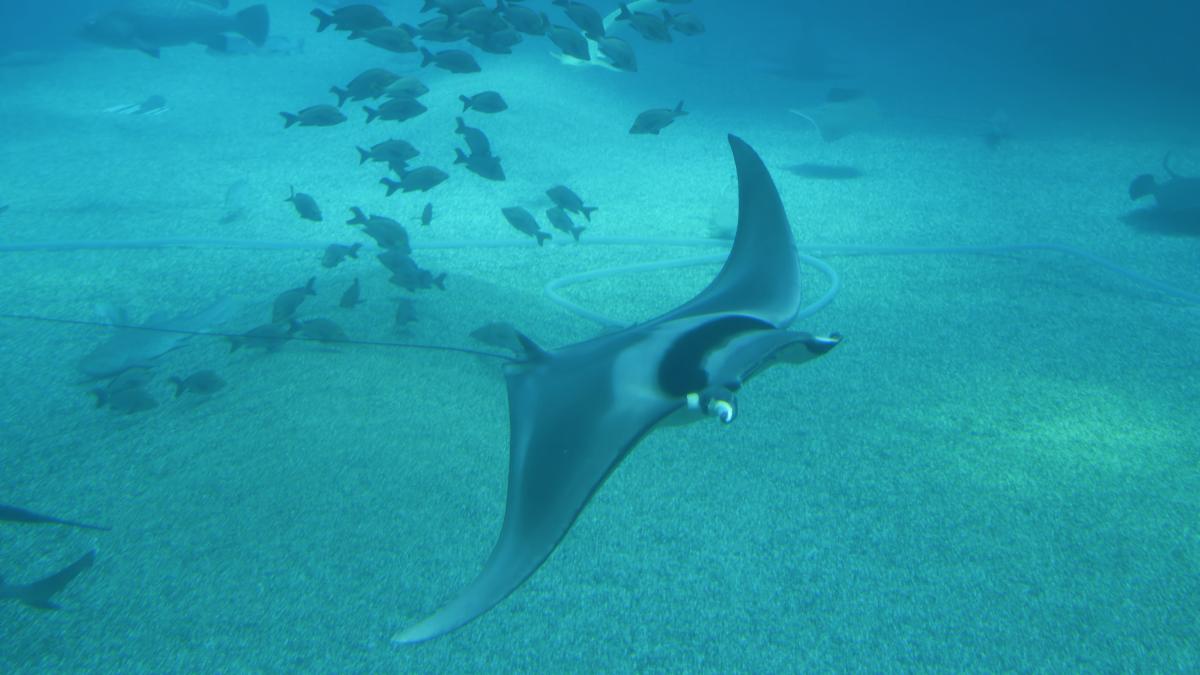 Ni medusas ni carabelas: lanzan alerta en todo el Mediterráneo por la llegada de los  diablos del mar 