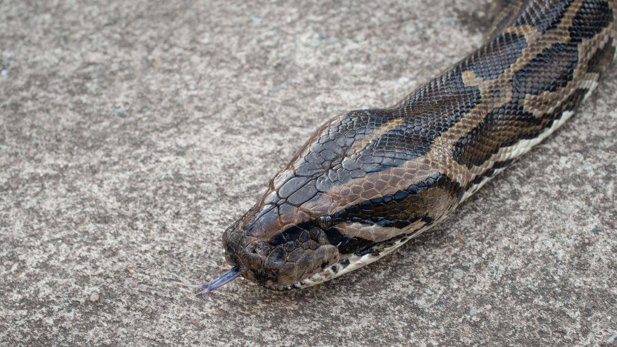 Una serpiente campa a sus anchas por la ciudad y la orden de los expertos es tajante: dejar que siga su camino
