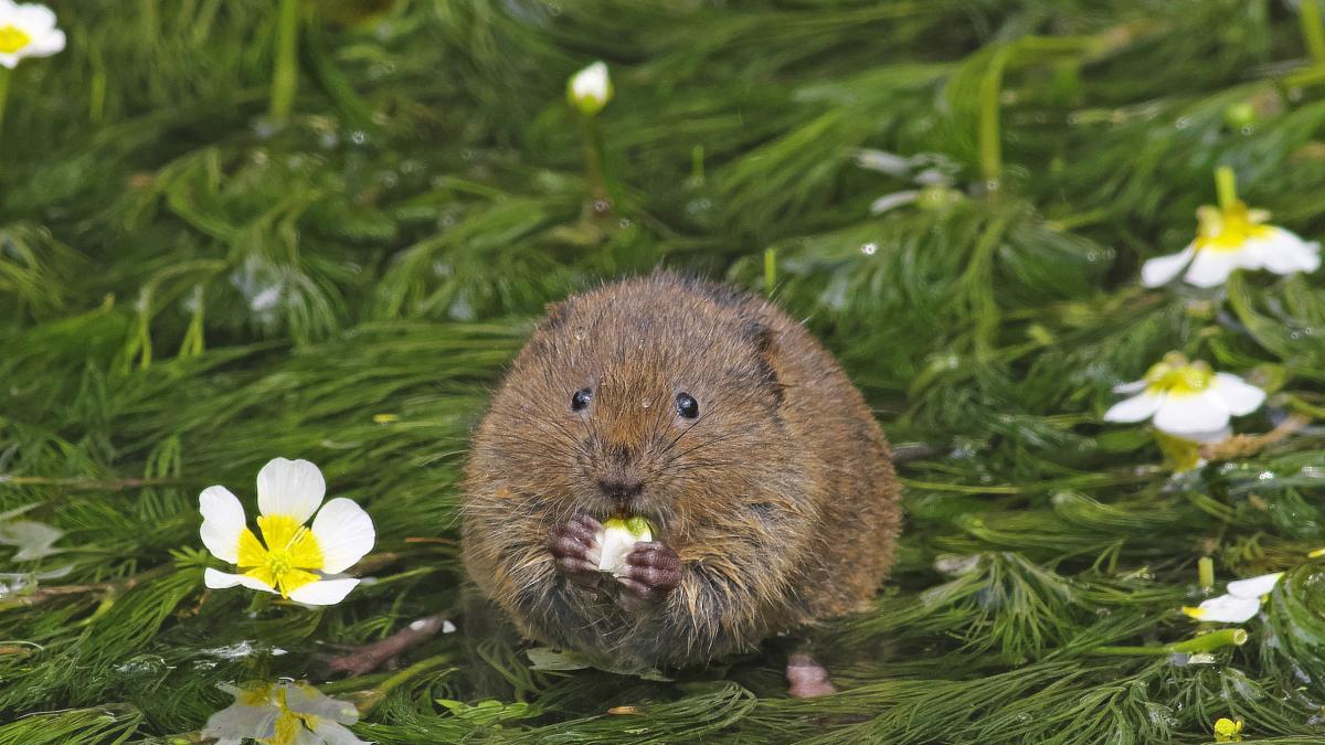 No es ni una rata ni un ratón: es común en España y si la ves en tu jardín actúa de inmediato