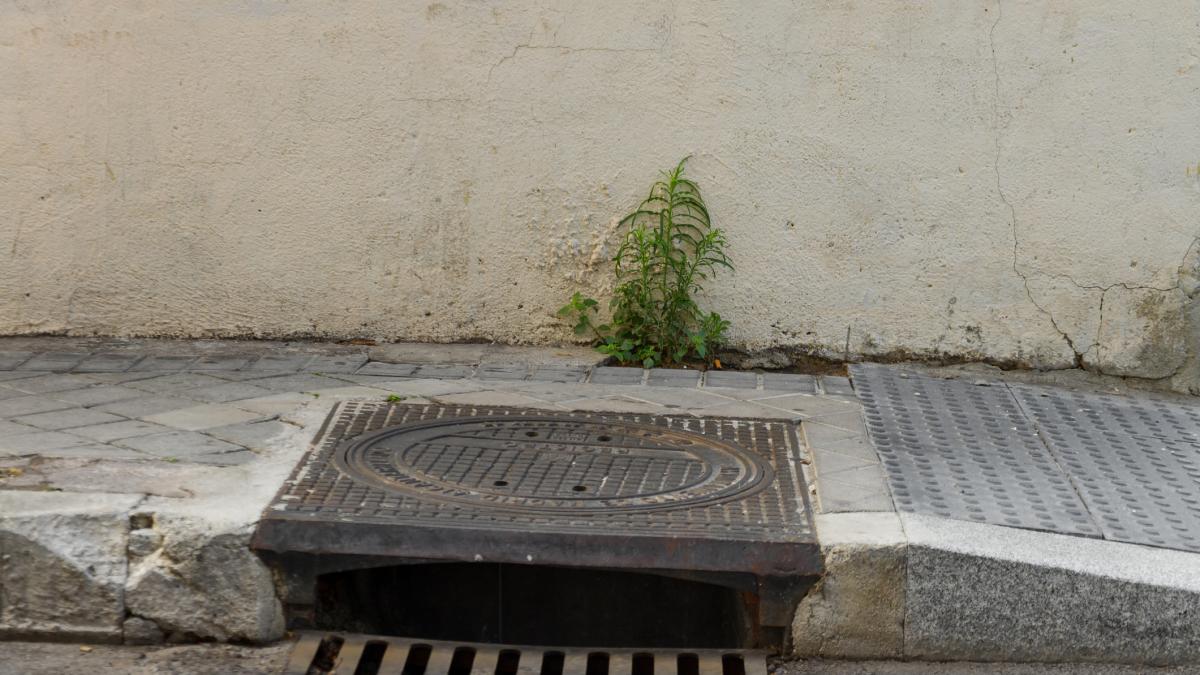 Plaga sin precedentes: las cucarachas salen de las alcantarillas e invaden las calles de esta ciudad a dos pasos de España