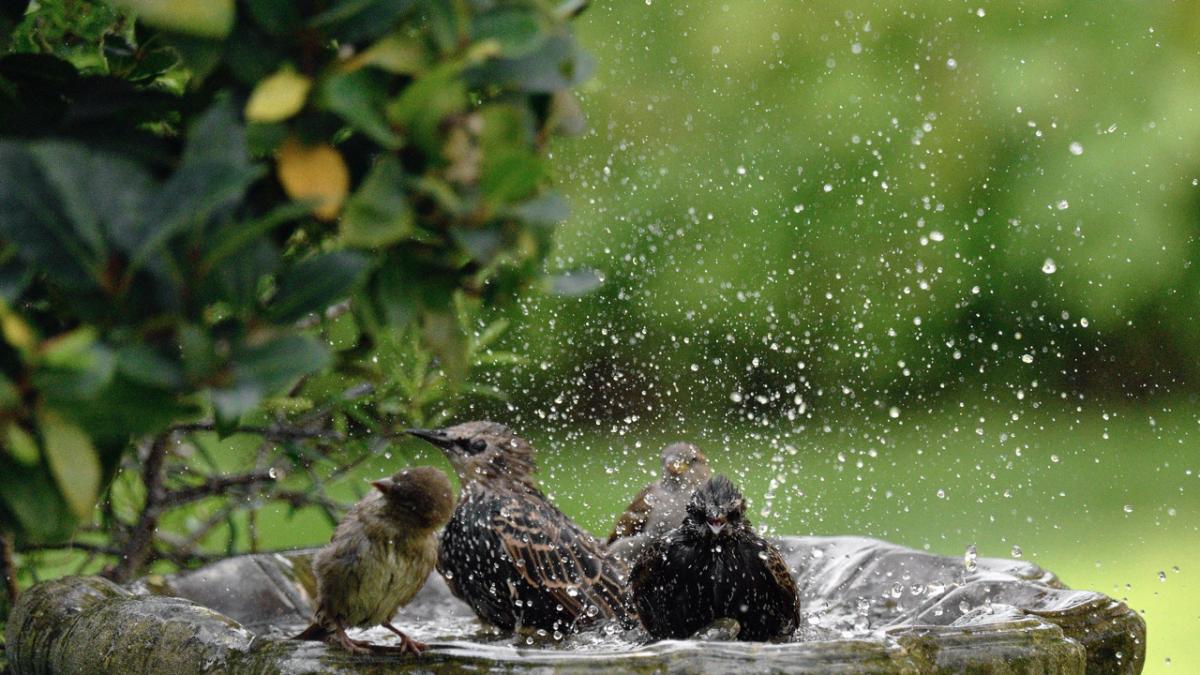 Expertos piden colocar un objeto en el jardín este verano para atraer pájaros de forma “natural”