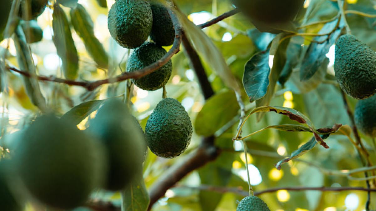 A Andalucía se le escapa de las manos el  oro verde  y una comunidad tarda poco y nada en aprovechar su oportunidad